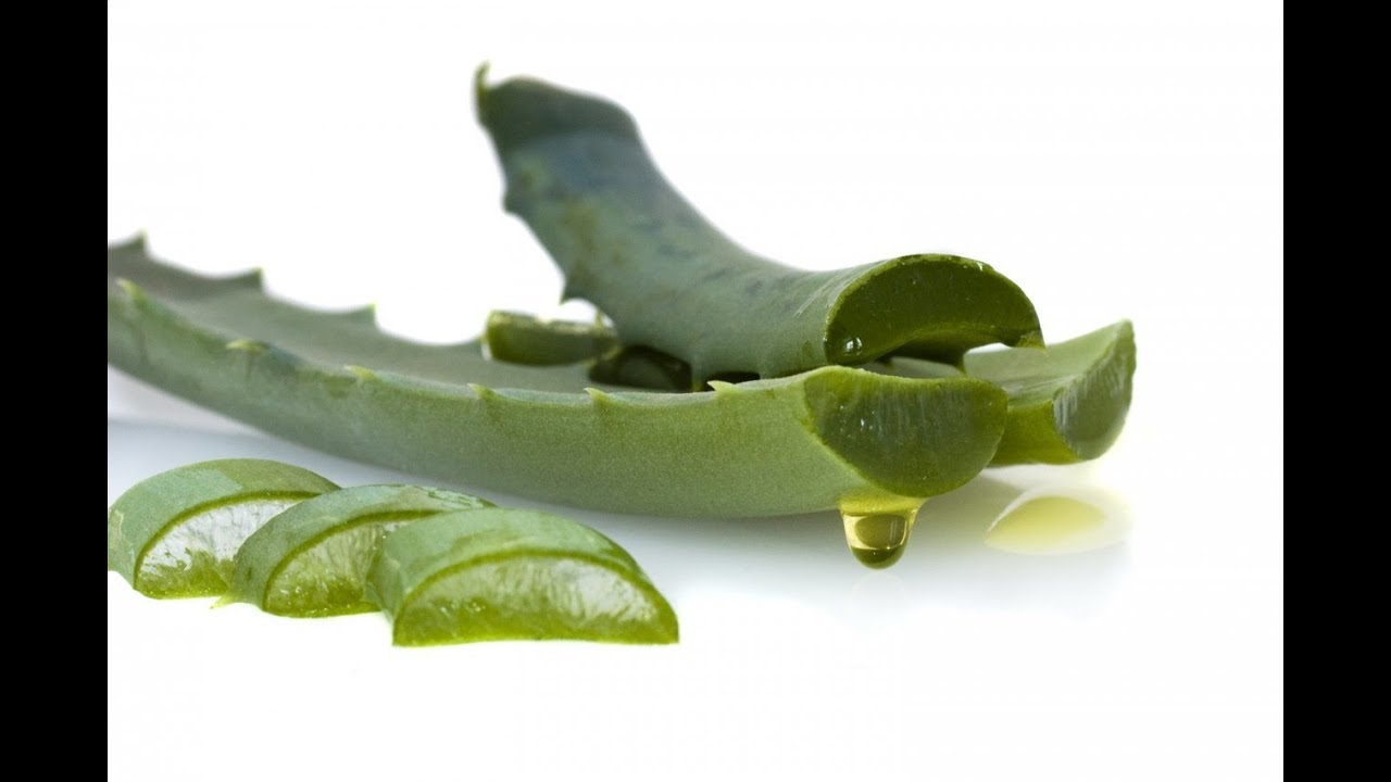 Como Sacar El Gel De Aloe Vera (Sávila) | How To Use, Extract Aloe Vera ...