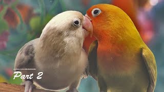 Download Lagu Lovebird's Sound: Two Lovebirds - Euwing Black \u0026 Pastel Green Fischer - Part 2 MP3 Download Lagu Lovebird's Sound: Two Lovebirds - Euwing Black \u0026 Pastel Green Fischer - Part 2 MP3