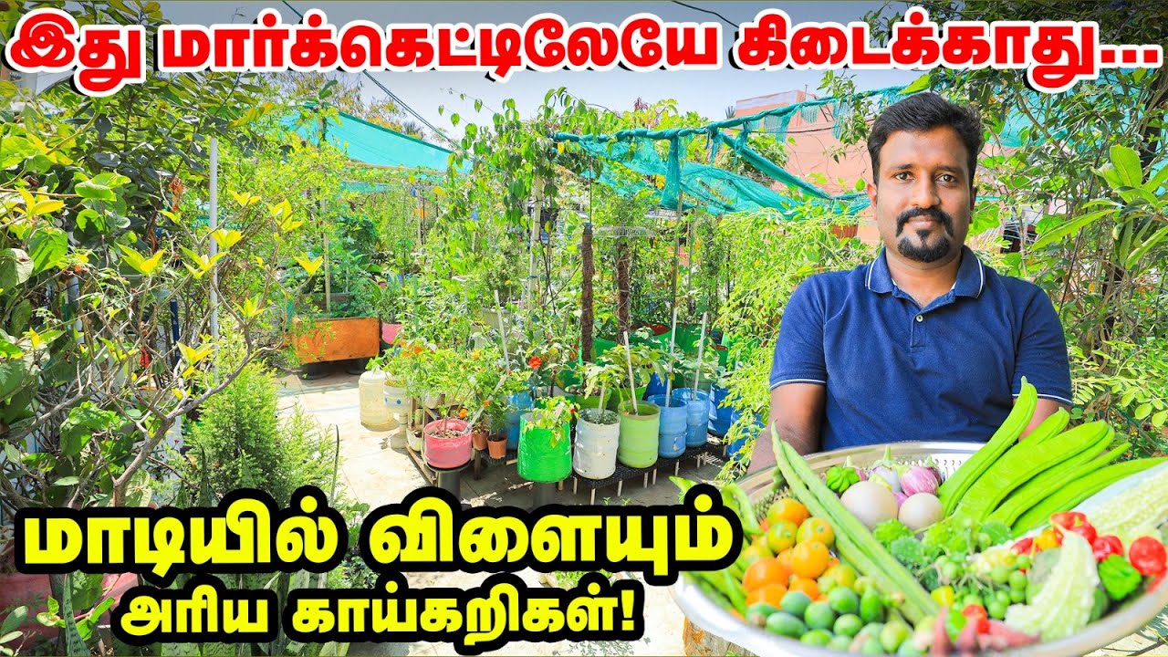 இப்படி ஒரு Terrace garden-ஐ பார்த்திருக்க மாட்டீங்க | மாடித்தோட்டத்தில் அசர வைக்கும் IT ஊழியர்