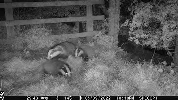 New Forest Explorers Guide - Badgers and badger cubs, videos from 7th May, 2022 onwards