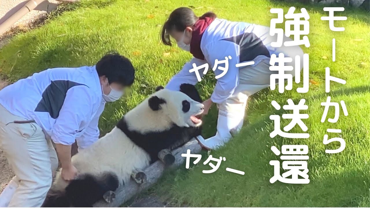 今日も反抗期😂モートへ逃亡の子パンダと飼育員さんの攻防に爆笑🐼お掃除タイムのおてんば楓浜🍁