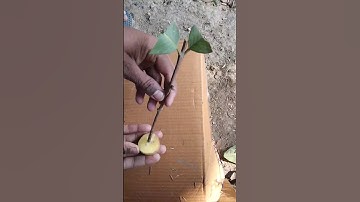 grafting guava tree plastic cup #shorts #grafting #viral