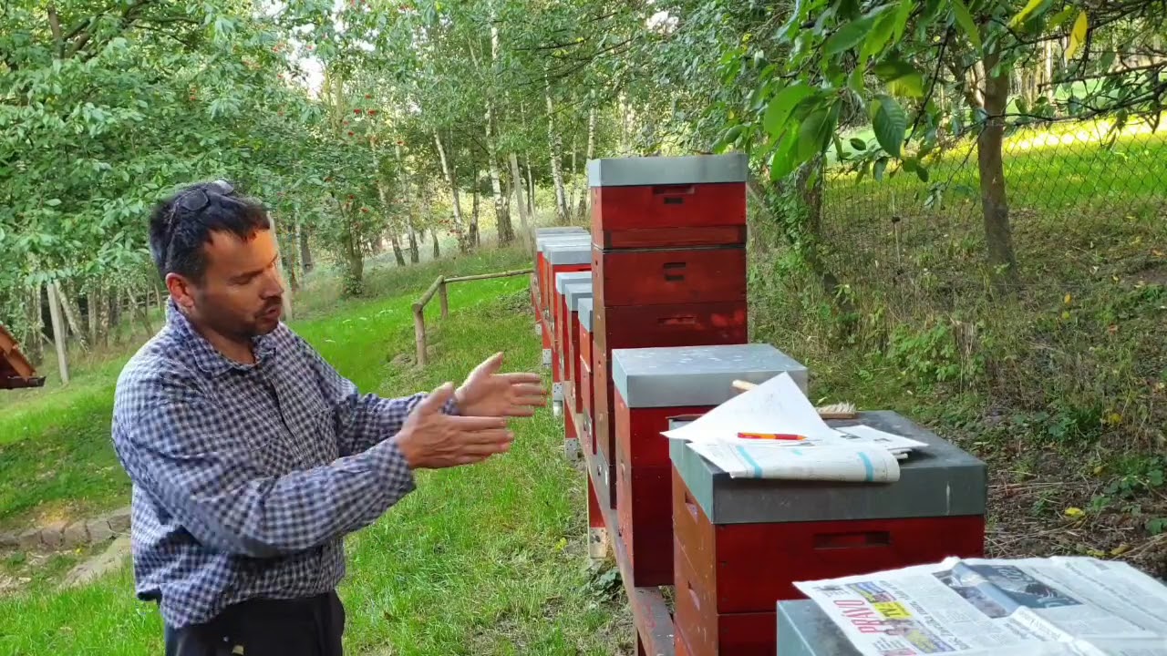 Výměna matek,  spojení oddělku s produkčním včelstvem 14. září 2020