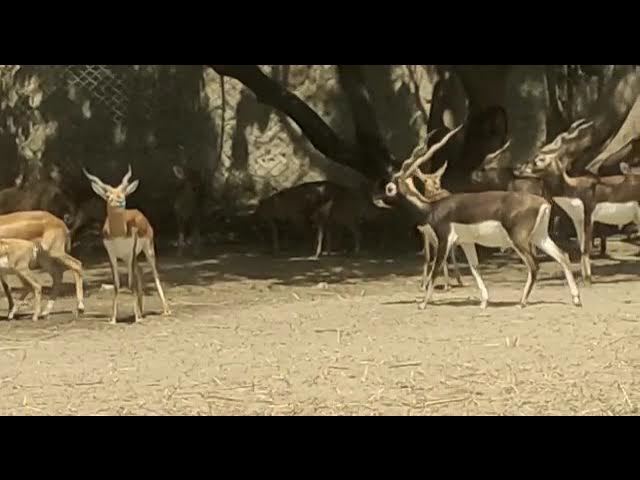 Spotted Deer alarm call for a Leopard 