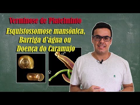 Vídeo: Qual vetor transmite a bilharziose?