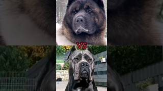 ????? VS Cone Corso #youtubeshorts #dog #viral