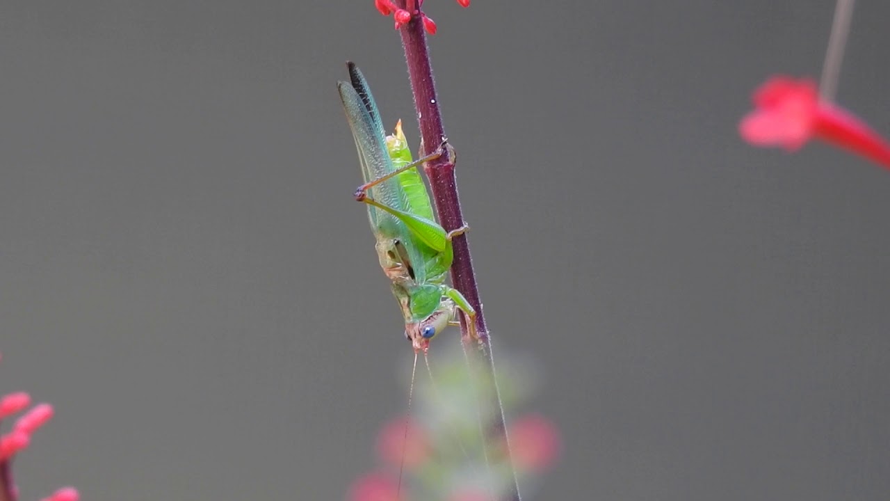 Meadow Katydid, genus  Orchelimum