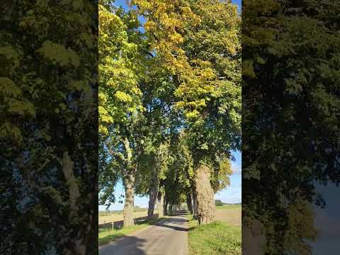 let's go🌲✨ #short #shortvideo #nature #naturelovers #countryside # #lovelyjhovlog