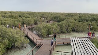 Mangroves National Park Abu Dhabi | 4K Video with briefing in English | #abudhabi #tourism