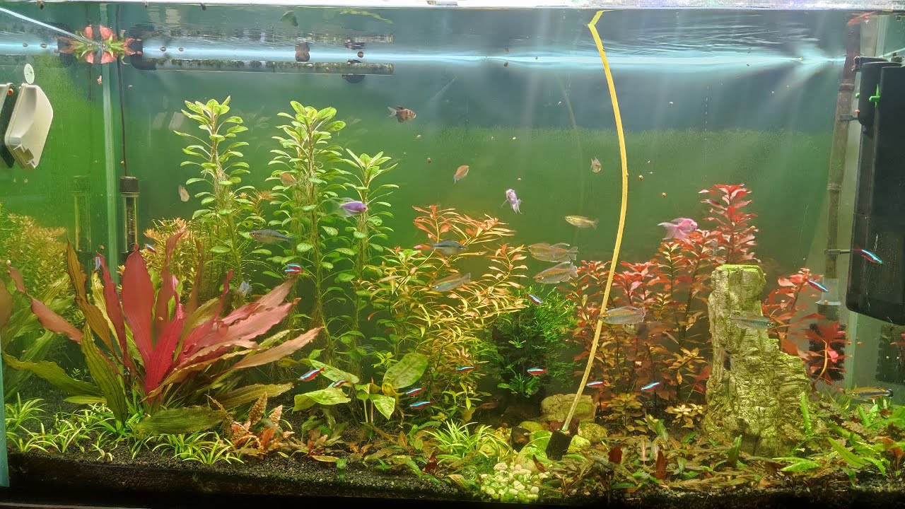 Мой аквариум 300 литров с тетрами Конго, радужницами и другими мирными рыбками, 01.03.2026