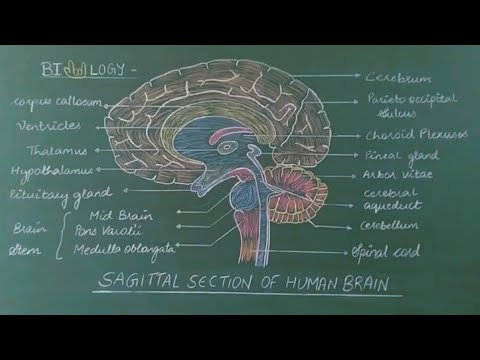 sagittal section of the brain sagittal section of the brain