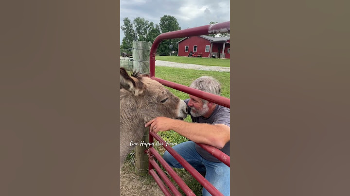 Much needed donkey therapy with Barney #shorts #onehappyassfarm #farmlife #donkey #therapy