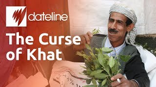 Khat: Yemen's Addictive Narcotic Chewing Leaf