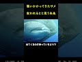 襲いかかってきたサメが驚くべき行動をとった！