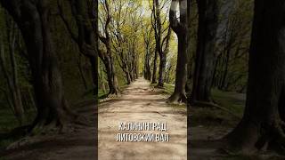 🚶♀️➡️Прогулка по Литовскому валу.🏰Калининград. #shortvideo #калининград #природа