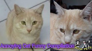 Annoying Cat with Door Stopper by Usman Ahmed 2,369 views 3 years ago 3 minutes, 17 seconds