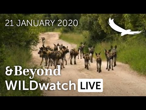 WILDwatch Live  21 January 2021  Morning Safari  South Africa