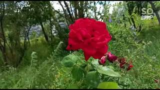 New ringtone 2022,viraltunes islamic ringtones,hindi ringtones, shaan #ringtone screenshot 5