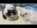 動物病院の医師が往診に来てくれました