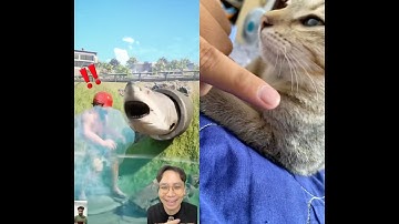 Cá Mập Trong Ống Cống