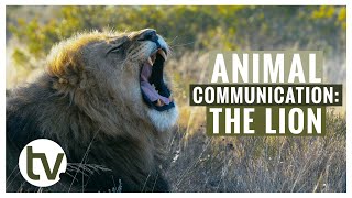 How do LIONS communicate? You will be SURPRISED! by Shamwari TV 5,975 views 1 year ago 7 minutes, 31 seconds