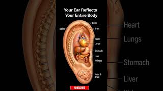The Map in Your Ear: Auriculotherapy Explained