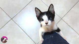 The spoiled Rescued kitten who climbed up to the owner to appeal was too cute...