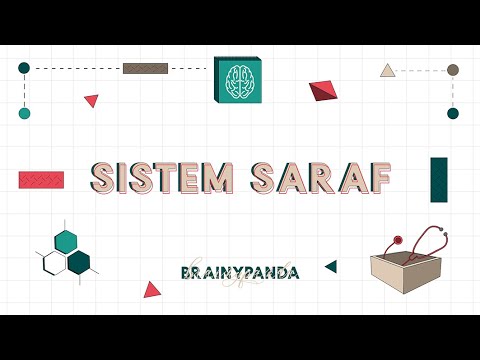 Sistem Saraf (Overview) | Ilmu Biomedik Dasar | Brainy Panda