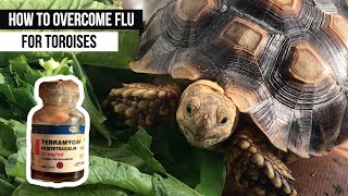 CARA MENGATASI FLU PADA KURA-KURA DARAT | HOW TO OVERCOME FLU FOR TORTOISE\