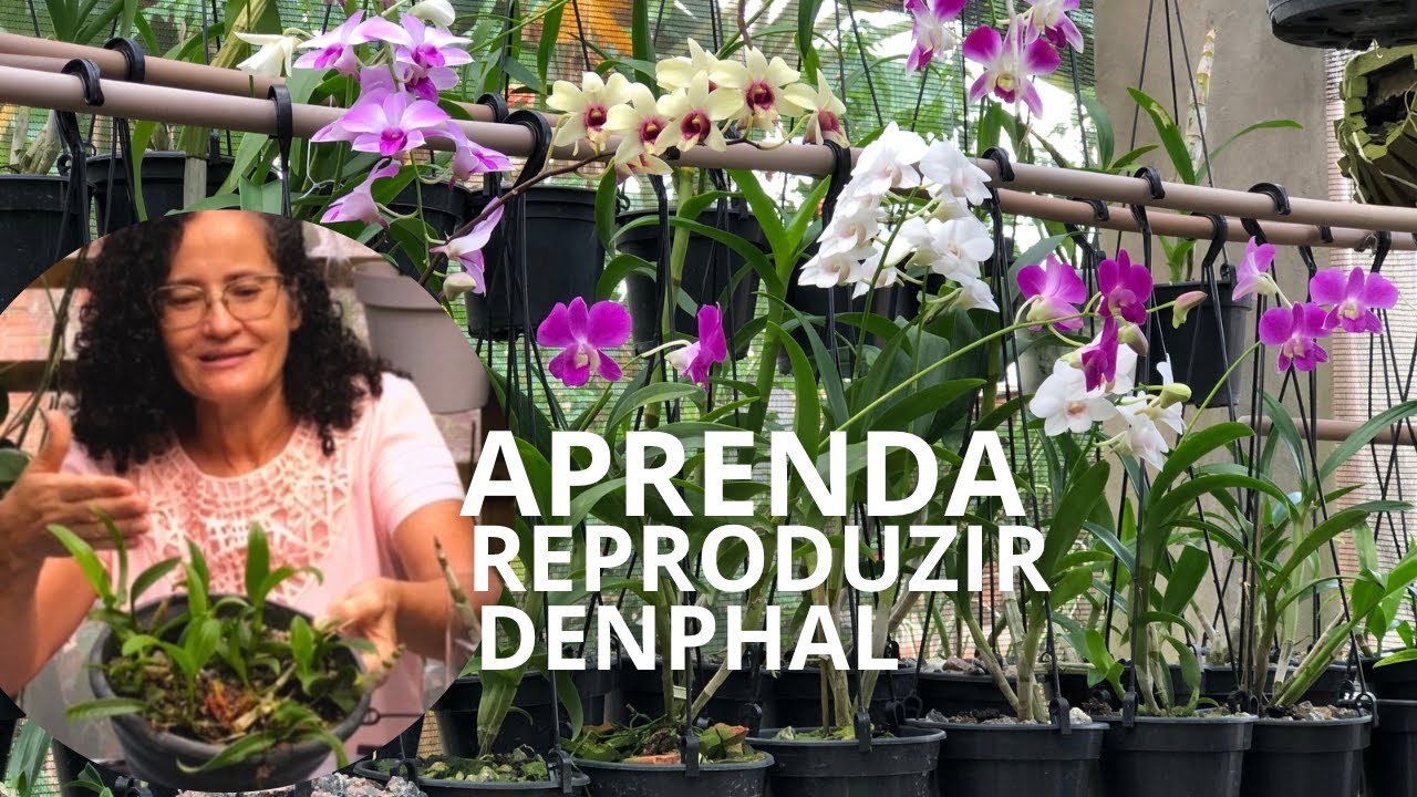 Como reproduzir denphal?