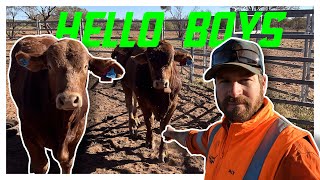 Droughtmaster Bull Introduction: Optimizing Livestock Management