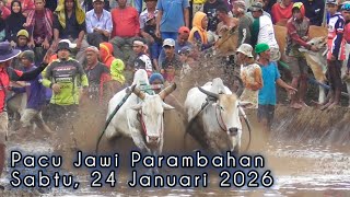 Download Lagu Pacu Jawi Parambahan❗ Sabtu, 24 Januari 2026❗Sawah Batu Tagak Sawah Sitaluak Nag Parambahan MP3