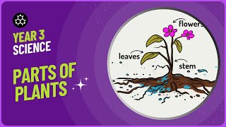 Parts of a Plant | Year 3 Plants | KS2 Science