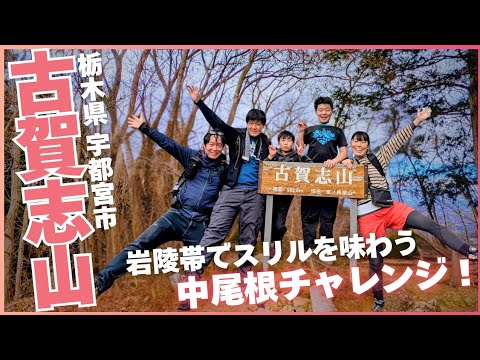 山採り　コブシ Targeting wild edible plants in spring 2026 (Akita Prefecture