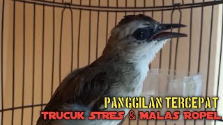 Trucuk BETINA memanggil Jantan RoL TAJAM Ngalas, Pancingan Trucukan GACOR ropel panjang