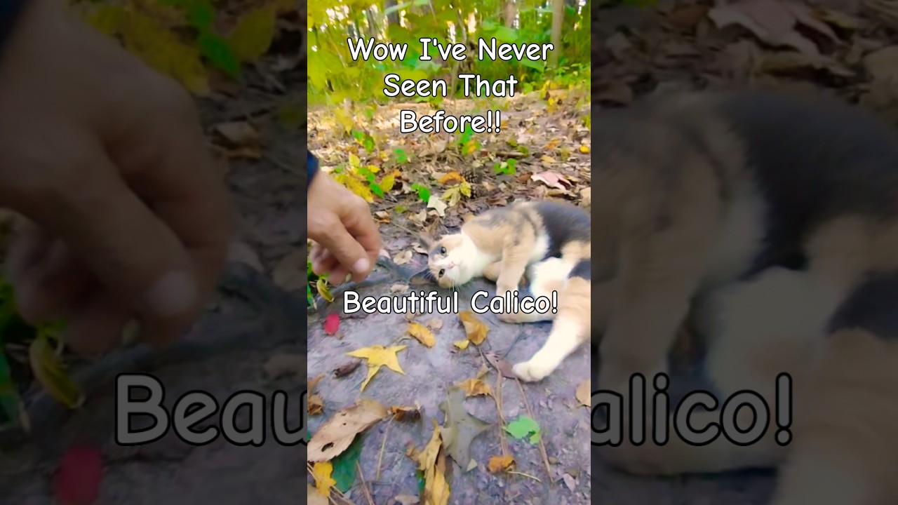 The Calico Scooch! ❤️ 