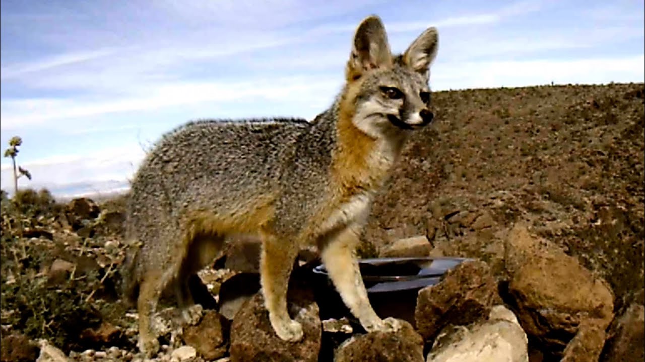 Desert critters are ready for spring time!