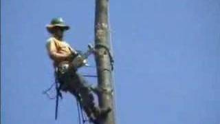 Tree Trimming Gone Bad Wealth