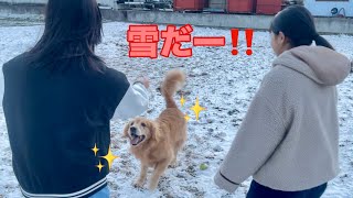 目をキラキラさせながら誰よりも大はしゃぎする大型犬クッキー【ゴールデンレトリバーとミニチュアダックスフンド】