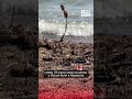 На пляже в Караколе зафиксировали нашествие саранчи