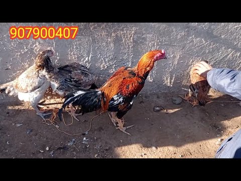 парандабозори хулбук мархамат