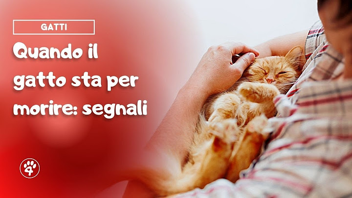 Quando il gatto sta per morire: segnali | Amoreaquattrozampe.it