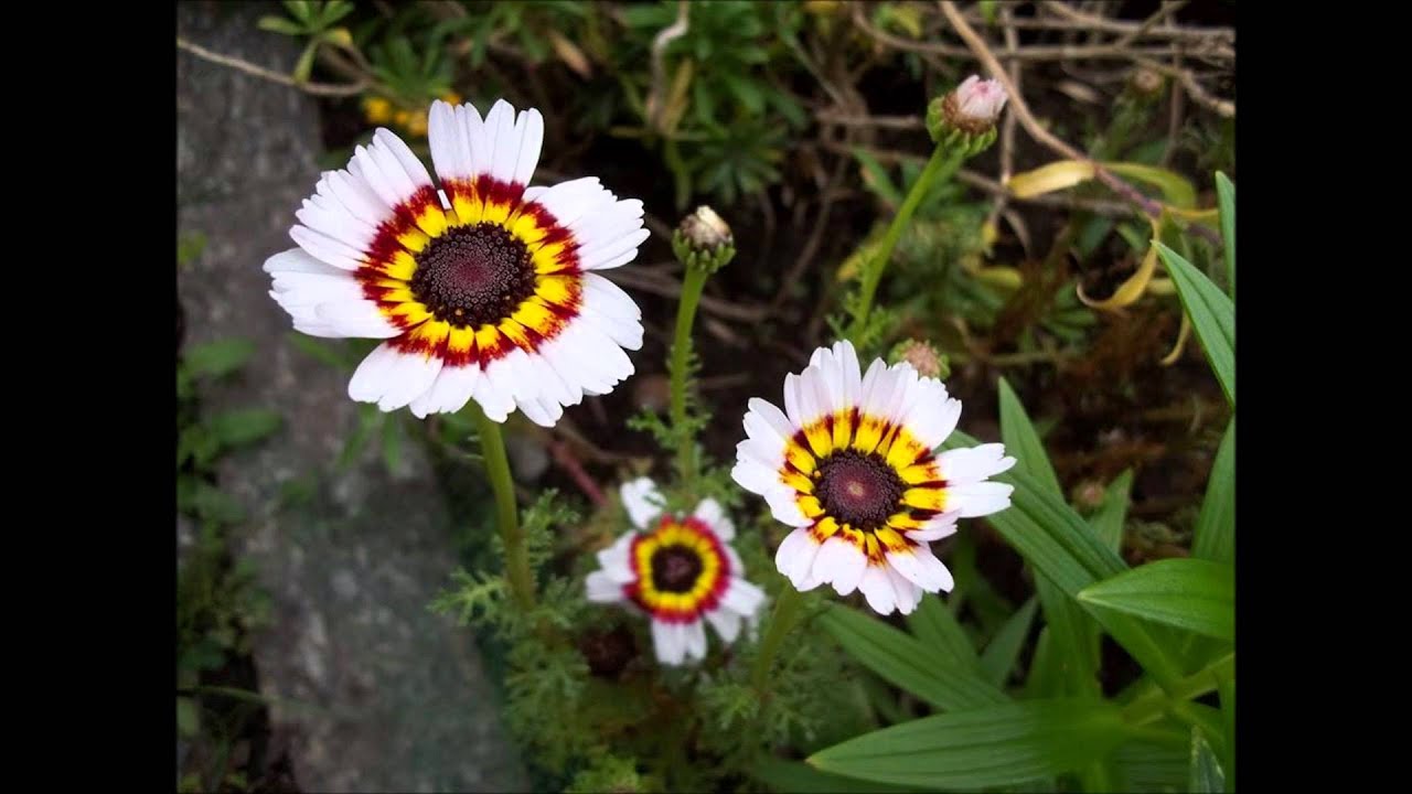 O sabor da fé  -   Meishu Sama
