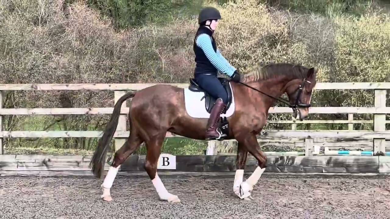Ghabar Queen of Bling 14.2hh 2020 mare