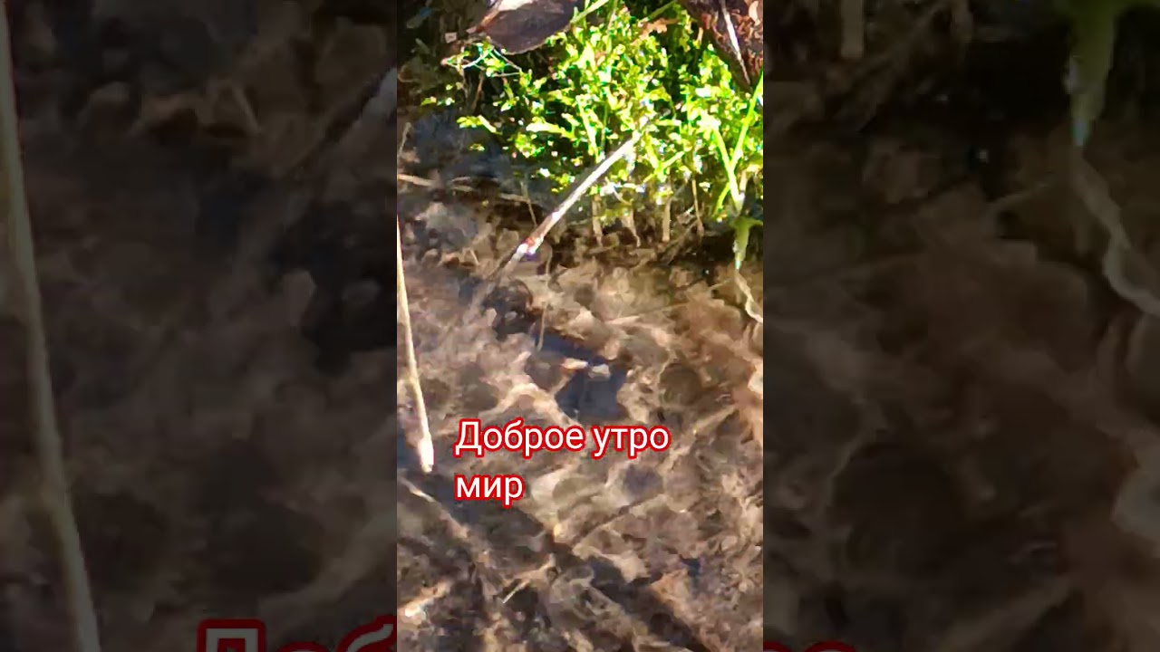 доброе утро мир 