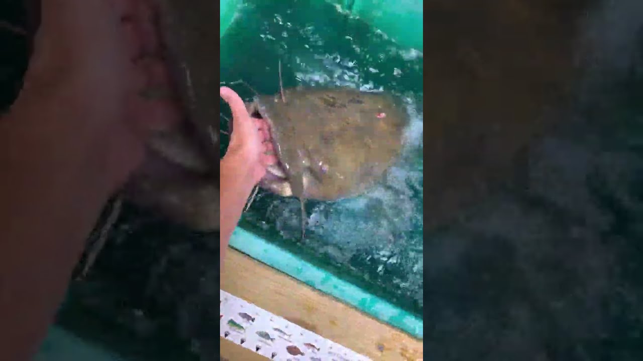 State Record Flathead Catfish Fishing Viralvideo