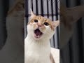 Meow meow meow mew