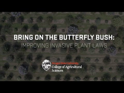 Video: Butterfly Bush Control - vai tauriņu krūms ir invazīva suga