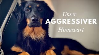 Unser aggressiver Hovawart