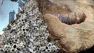 Doesn't Take Long - Cutting Soft Wood at the Sawmill screenshot 2